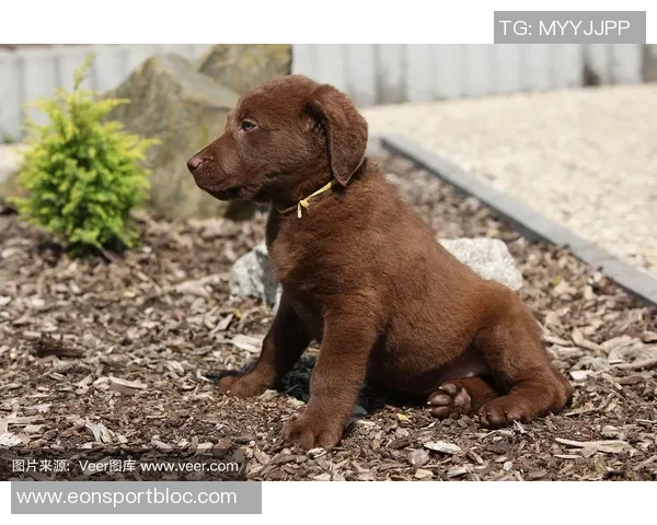 美国队新吉祥物班纳灵感源自切萨皮克湾寻猎犬的故事